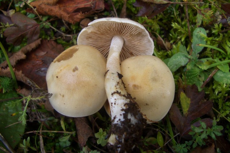 Hebeloma sp di faggio